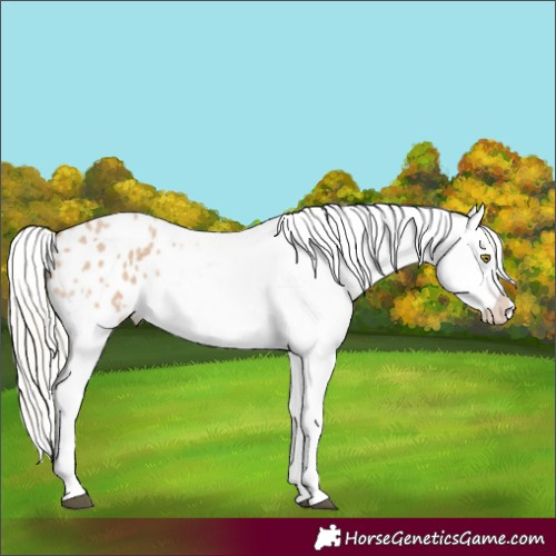 Horse Color:Silver Bay Roan Dun Appaloosa Rabicano 