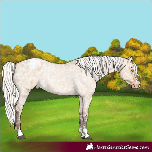 Horse Color:Silver Bay Roan Dun Appaloosa Rabicano