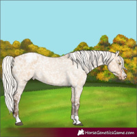 Horse Color:Silver Bay Roan Dun Appaloosa Rabicano 
