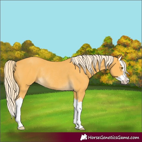 Horse Color:Palomino Splash Rabicano 