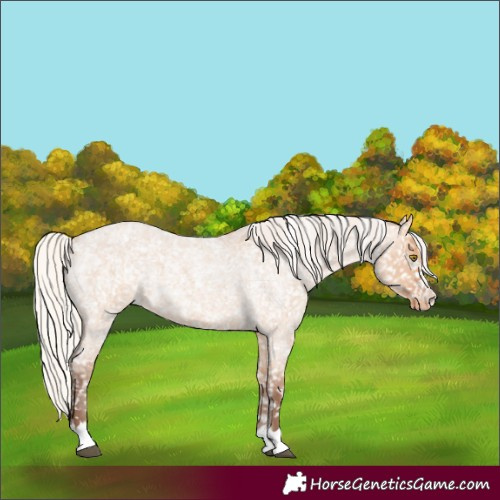 Horse Color:Silver Bay Roan Dun Appaloosa Rabicano
