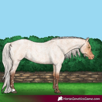 Horse Color:Silver Bay Roan Dun Appaloosa Rabicano 