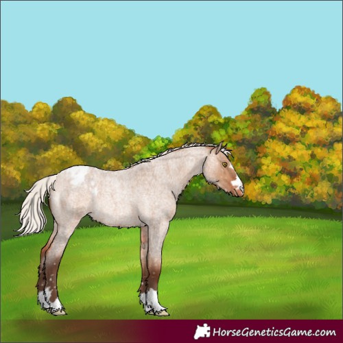 Horse Color:Silver Bay Roan Dun Blanket Rabicano
