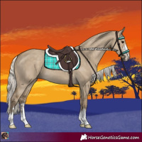Horse Color:Silver Smoky Grullo 