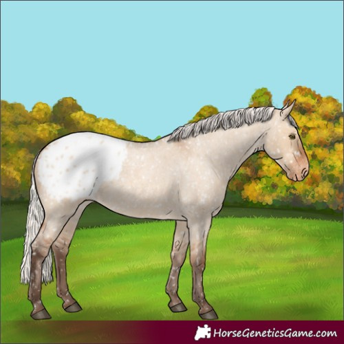 Horse Color:Silver Bay Roan Dun Appaloosa Rabicano