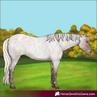 Horse Color:Silver Grullo Roan Blanket Rabicano