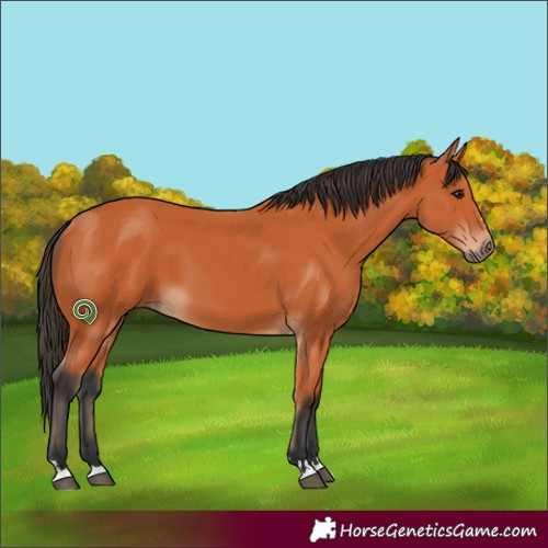 Horse Color:Bay 