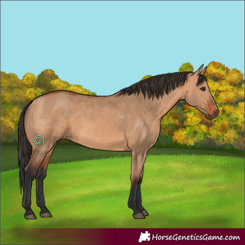 Horse Color:Bay Dun