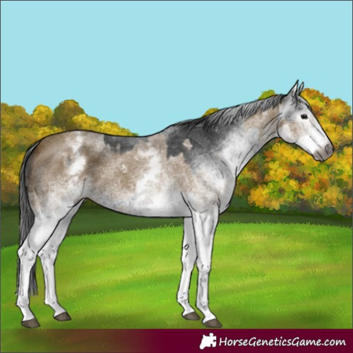 Horse Color:Gray White Spotted Smoky Black  and Gray White Spotted Classic Cream Champagne 