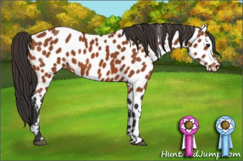 Horse Color:Bay Appaloosa 