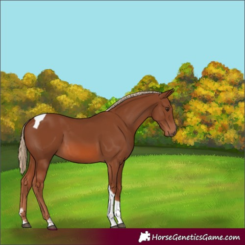 Horse Color:Chestnut Tobiano 