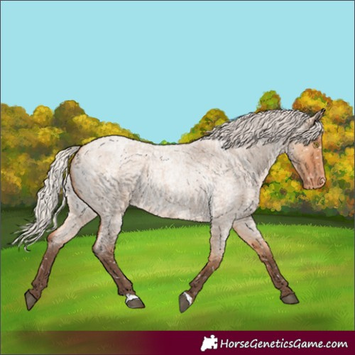 Horse Color:Silver Bay Roan Dun Appaloosa Rabicano 