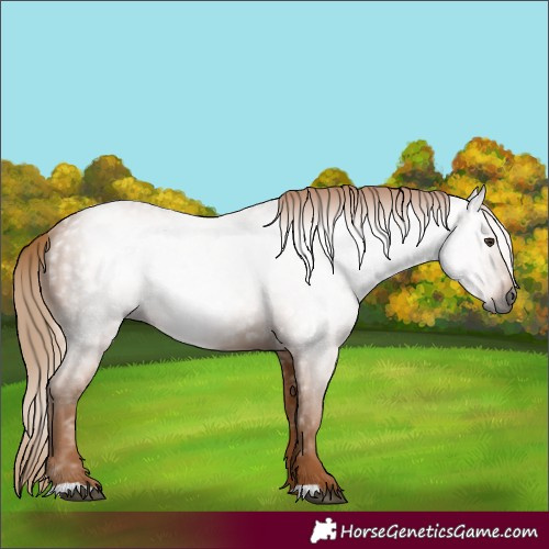 Horse Color:Gray Chestnut 