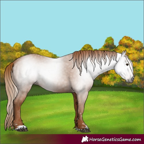 Horse Color:Gray Chestnut 