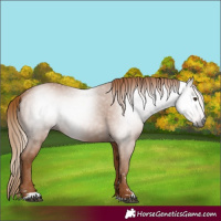 Horse Color:Gray Chestnut 