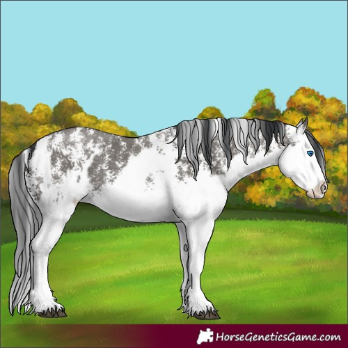 Horse Color:Grullo Sabino Splash  and Grullo Sabino Splash 