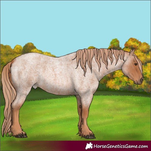 Horse Color:Red Roan 