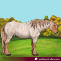 Horse Color:Red Roan 