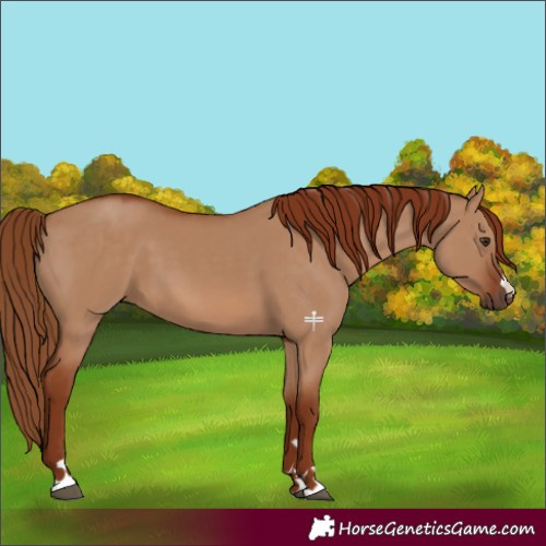 Horse Color:Red Dun 