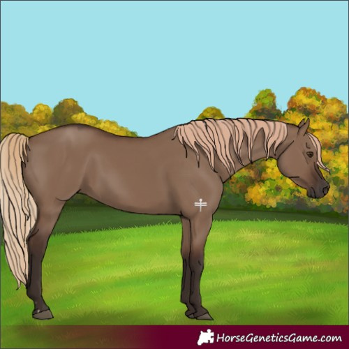 Horse Color:Liver Red Dun 