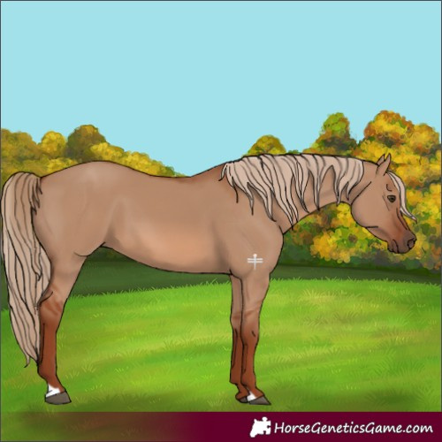 Horse Color:Red Dun 