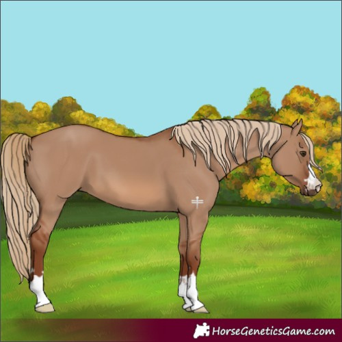 Horse Color:Red Dun 