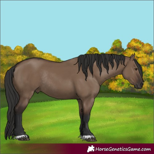 Horse Color:Liver Red Dun Rabicano 