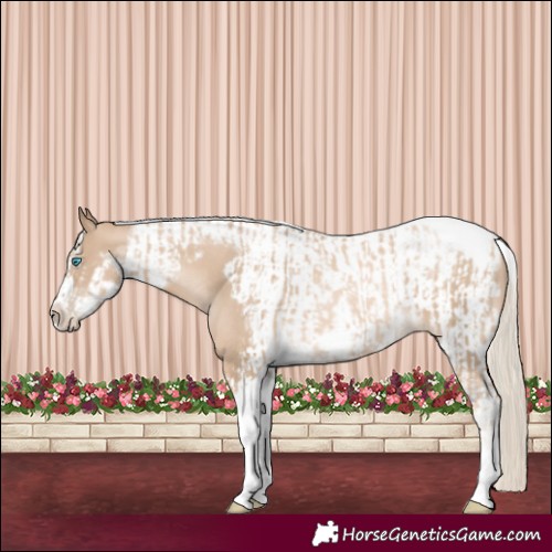Horse Color:Chocolate Palomino Pearl Tobiano Frame  and Chocolate Palomino Pearl Tobiano Frame 