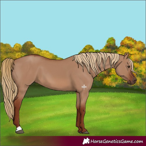 Horse Color:Red Dun 