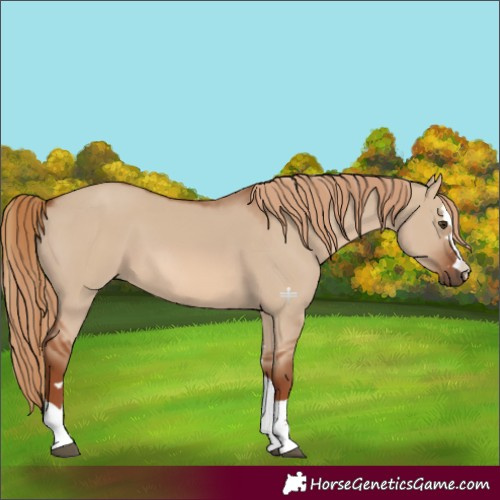 Horse Color:Red Dun 