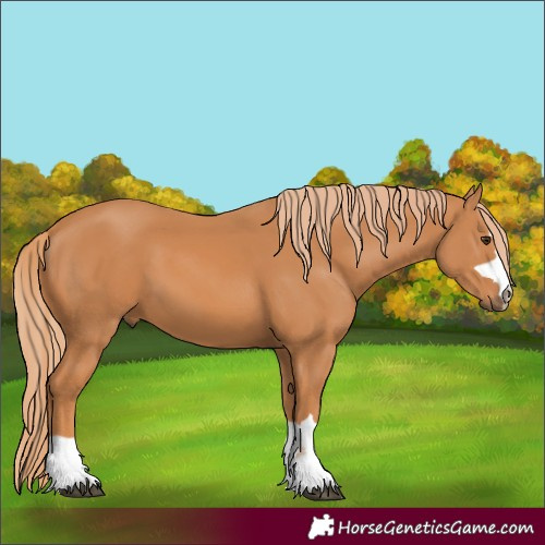 Horse Color:Chestnut 