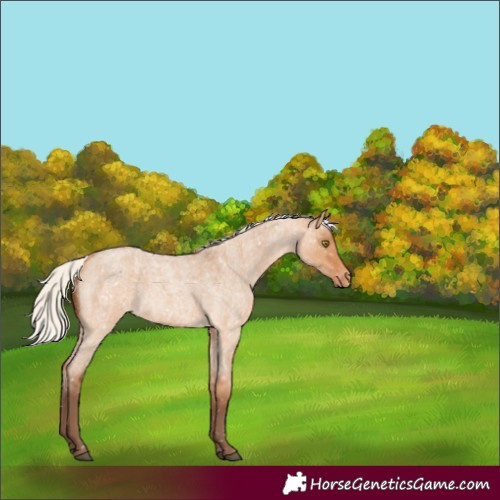 Horse Color:Silver Bay Roan Dun Snowflake Varnish Rabicano 