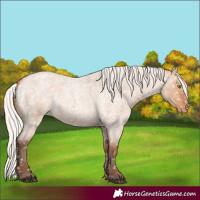 Horse Color:Silver Bay Roan Dun Appaloosa Rabicano 