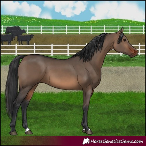 Horse Color:Brown Dun 
