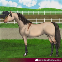 Horse Color:Bay Dun 