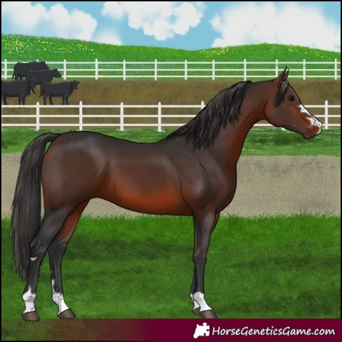 Horse Color:Brown 