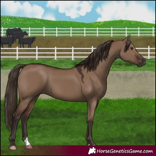 Horse Color:Liver Red Dun 
