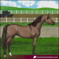 Horse Color:Liver Red Dun