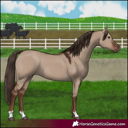 Horse Color:Liver Red Dun 
