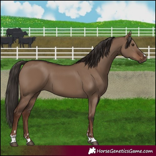 Horse Color:Liver Red Dun 
