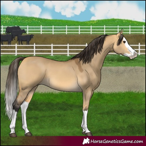 Horse Color:Buckskin Dun Splash 