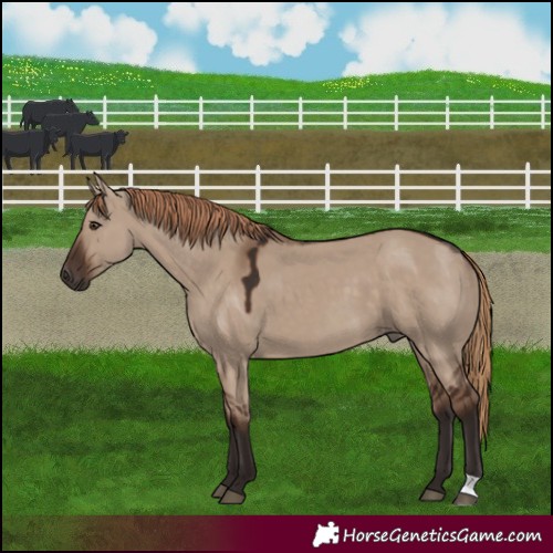 Horse Color:Liver Red Dun 
