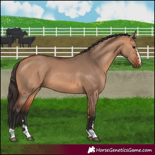 Horse Color:Bay Dun 