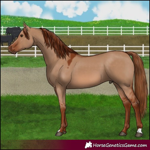 Horse Color:Red Dun 
