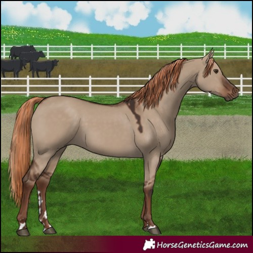 Horse Color:Liver Red Dun 