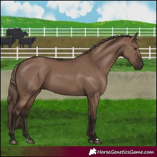 Horse Color:Liver Red Dun 