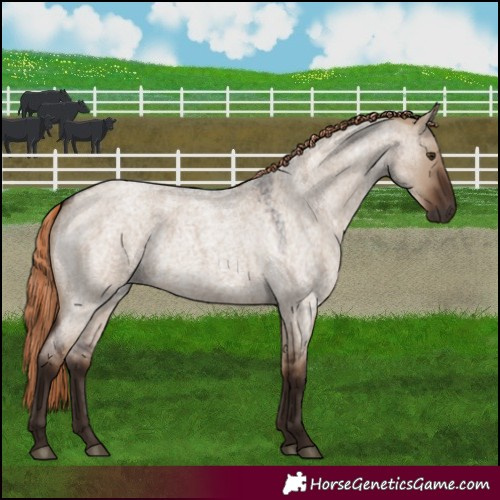 Horse Color:Liver Red Dun Roan 