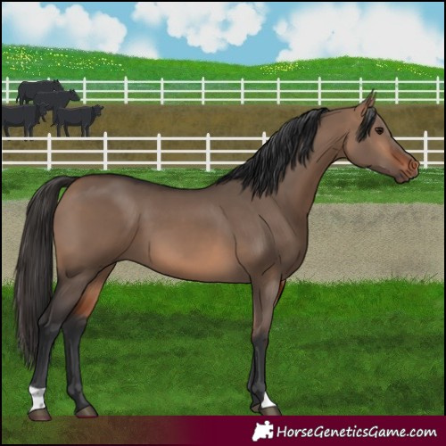 Horse Color:Bay Dun 