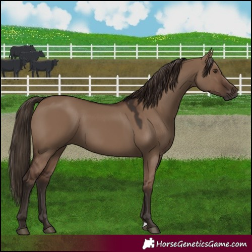 Horse Color:Liver Red Dun 