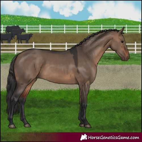 Horse Color:Brown Dun 